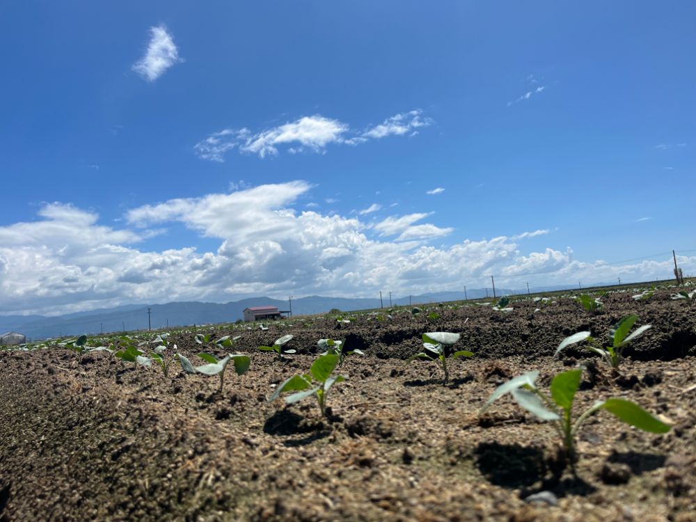 青空の下、定植したばかりのブロッコリーの苗